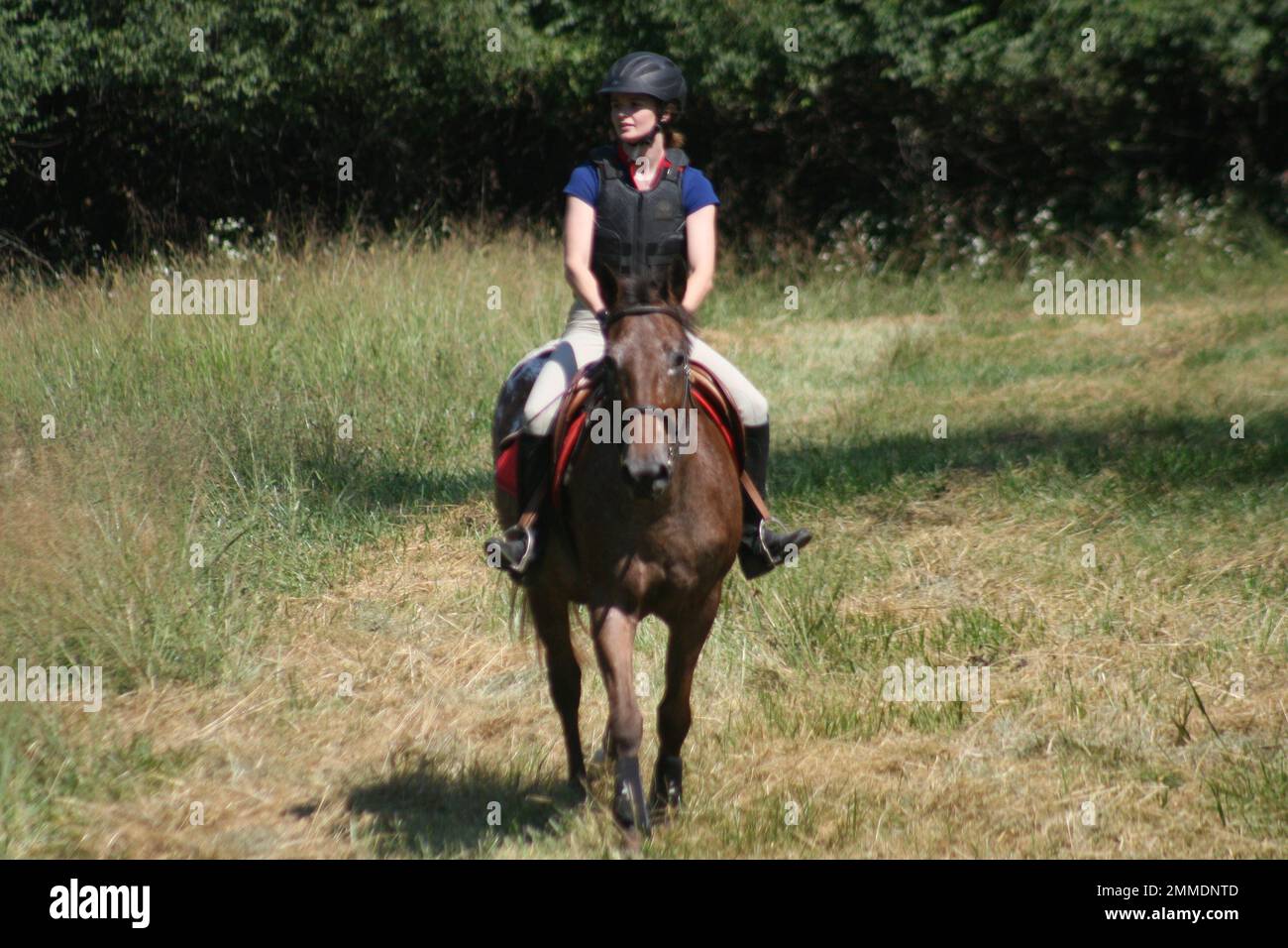 Queeny Park Equestrian Novice Event Stock Photo Alamy