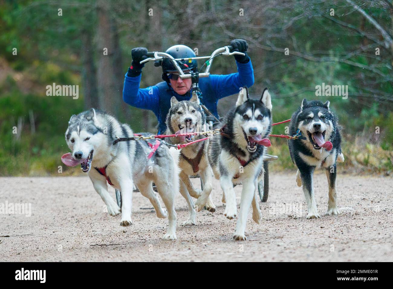 Aviemore, Scotland - 28th January 2023: A competitor at the Siberian Husky Club of Great Britain's 39th Annual Sled Dog Rally at Glenmore, near Aviemore, Scotland. Stock Photo