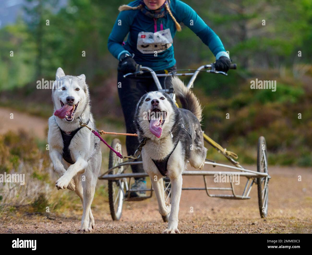 Aviemore, Scotland - 28th January 2023: A competitor at the Siberian Husky Club of Great Britain's 39th Annual Sled Dog Rally at Glenmore, near Aviemore, Scotland. Stock Photo
