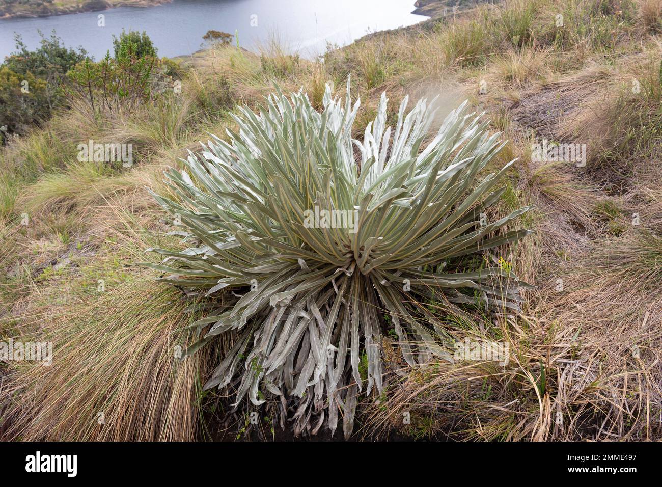 An espeletia plant growing up at hillside with andean lake with