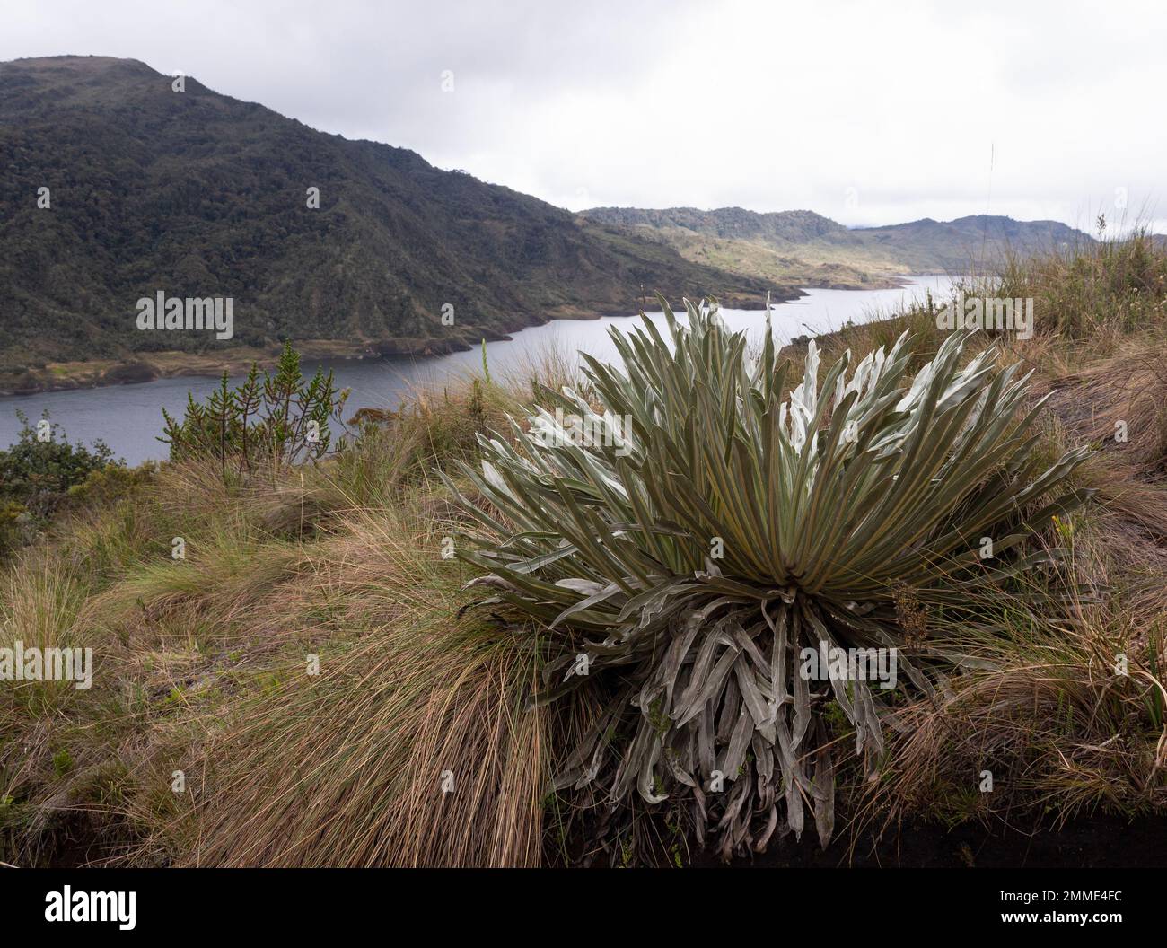 CHINGAZA, COLOMBIA - A Frailejon plant with chuza lake and andean mountains at background inside Chingaza park Stock Photo
