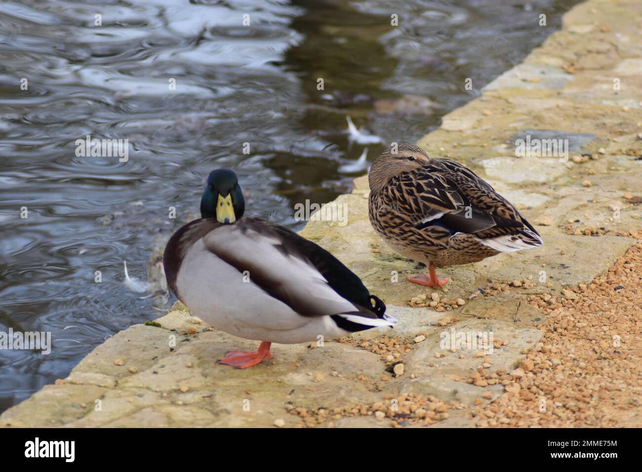 A male and a female mallard duck (Anas platyrhynchos) Stock Photo
