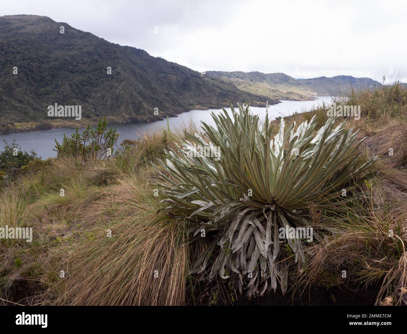CHINGAZA, COLOMBIA - A frailejon plant with chuza reservoir lake and andean mountains at background landscape inside Chingaza National Natural Park Stock Photo