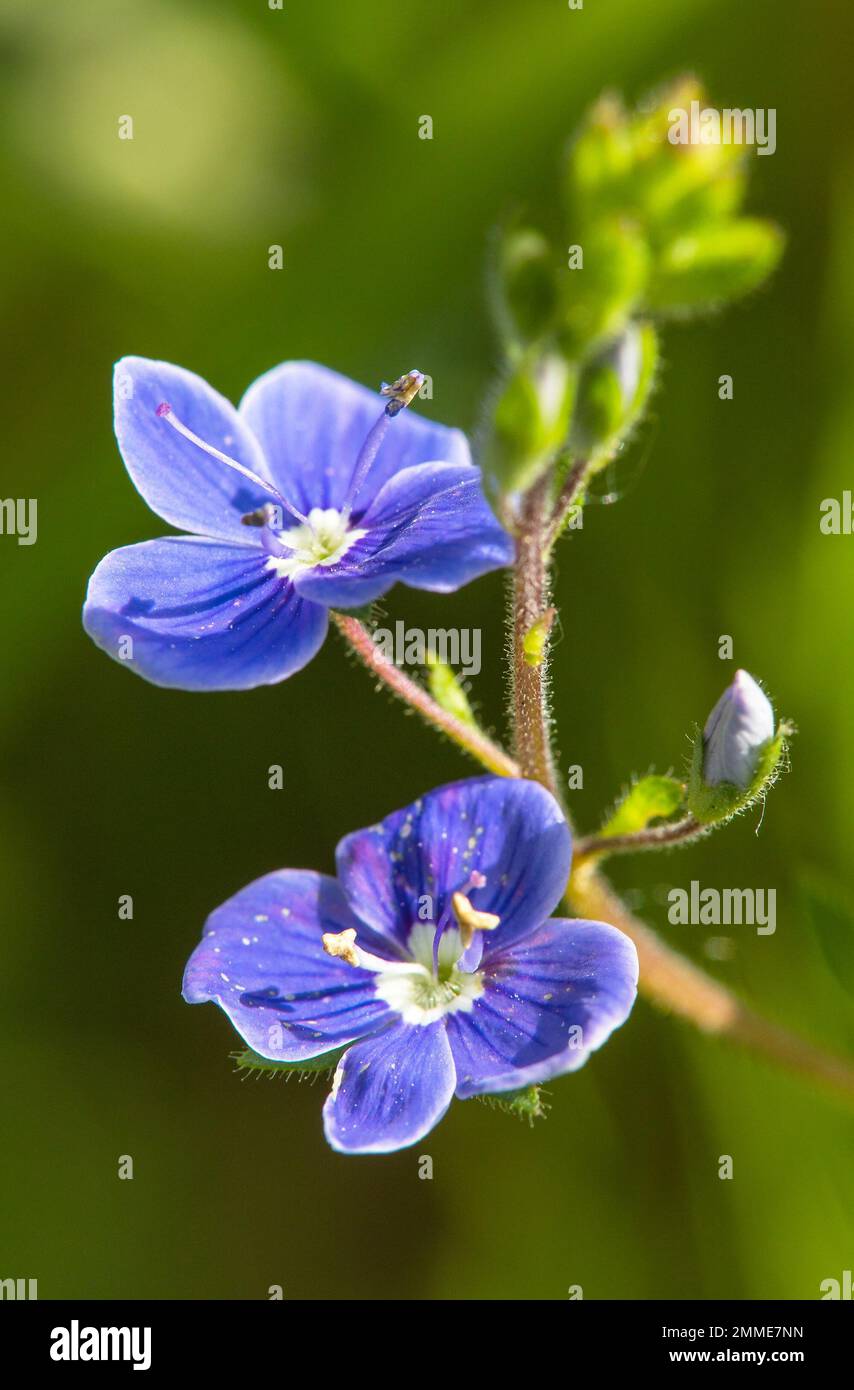 veronica officinalis blue small flower in green meadow bakground Stock Photo