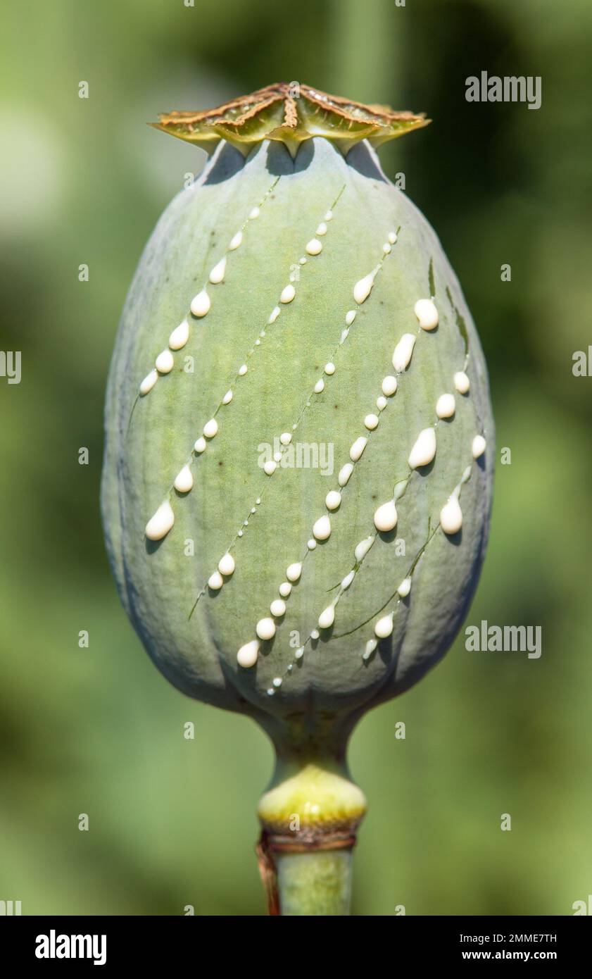 Detail of opium poppy head, in latin papaver somniferum, one immature