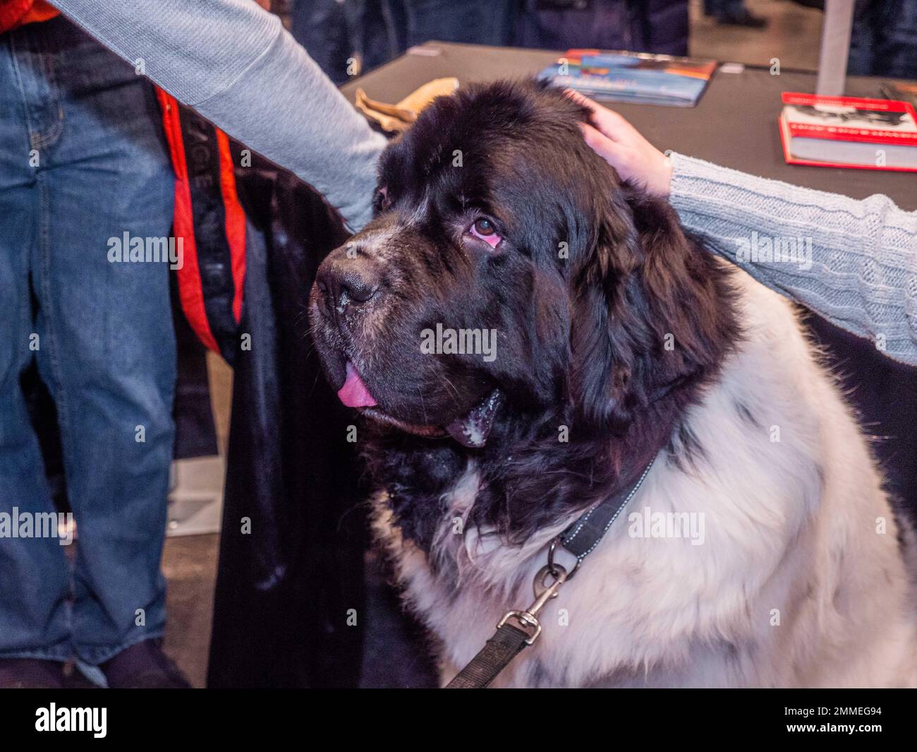 Akc breed cheap of the day