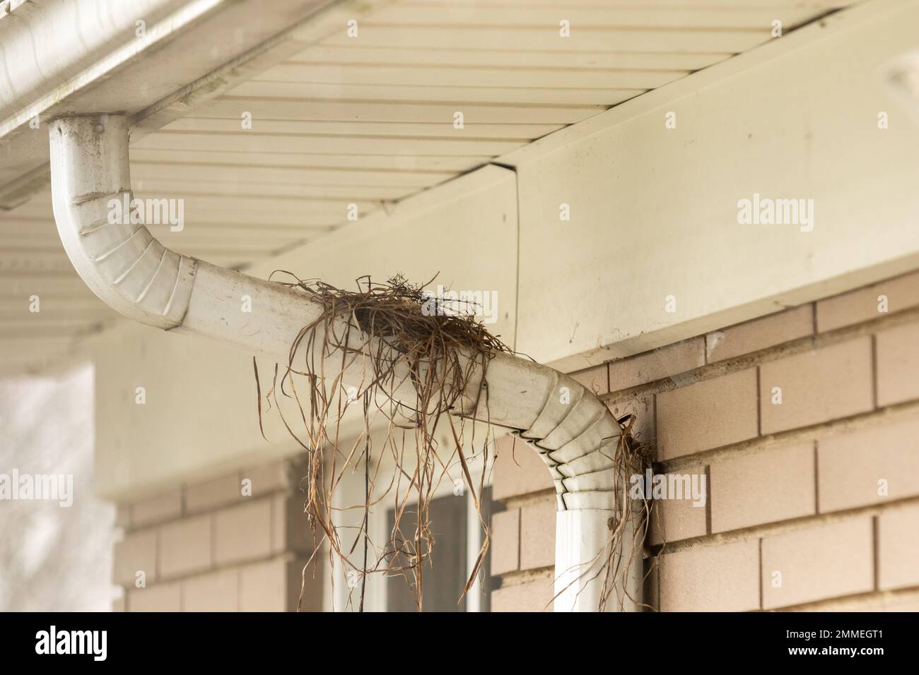 The beginning of a robin's nest on a downspout Stock Photo Alamy