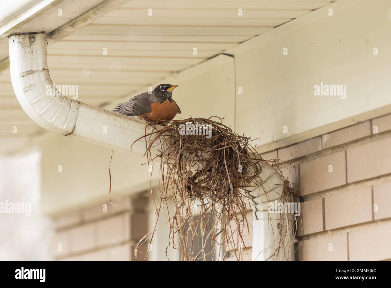 A robin building a nest in spring on a downspout Stock Photo Alamy