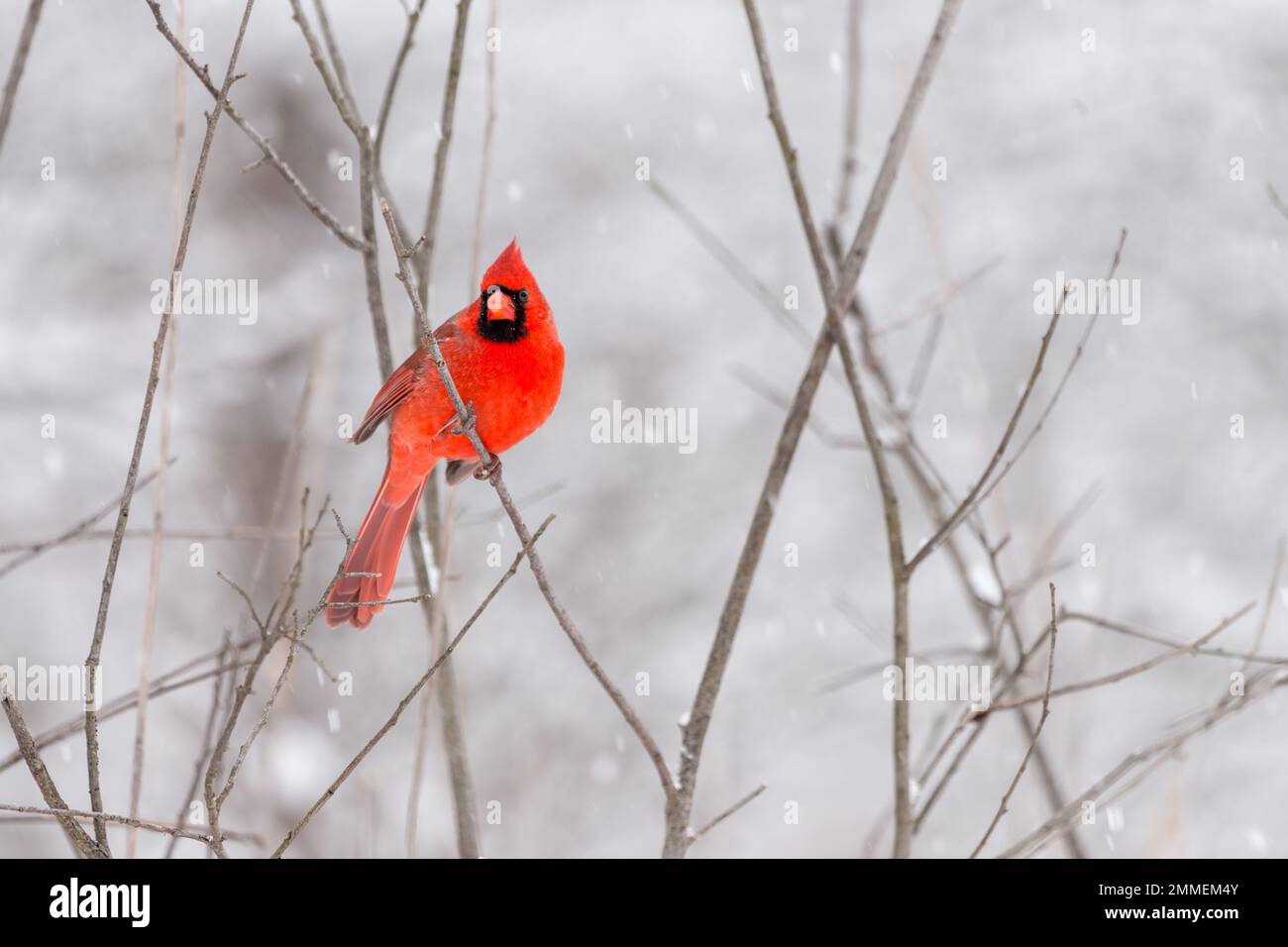 A male cardinal in winter Stock Photo