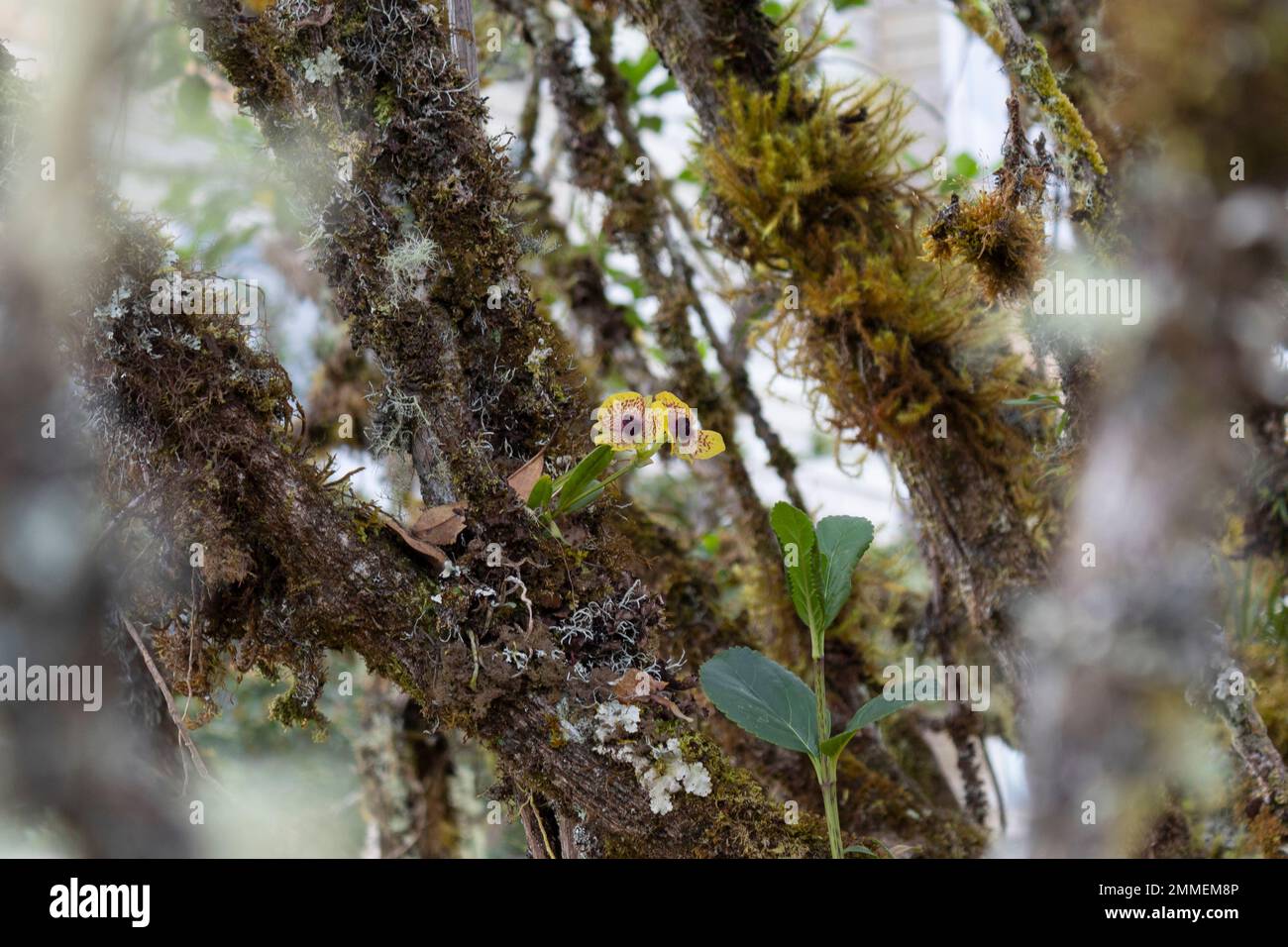 Close up to a two yellow orchid Telipogon Yolandea specimen growin up over an old mossy tree with blurred nature at background Stock Photo