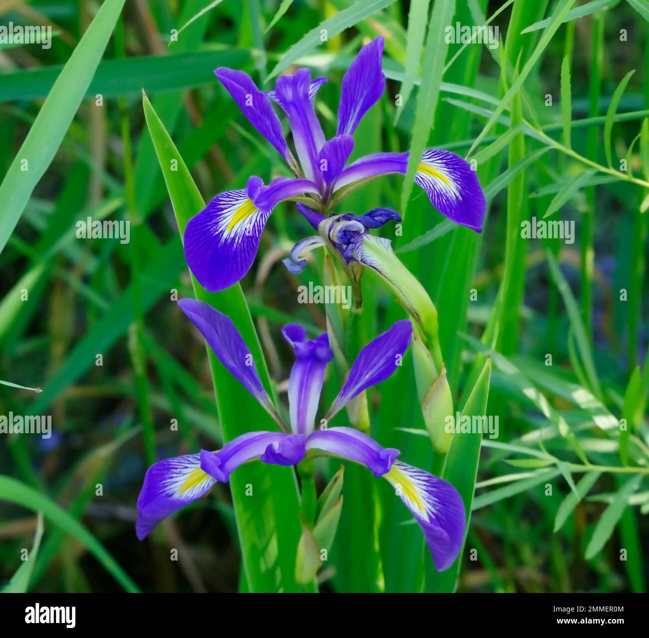 Wild Blue Flag Iris, Iris versicolor, in wetland area of Point Beach State Forest, Wisconsin. Stock Photo
