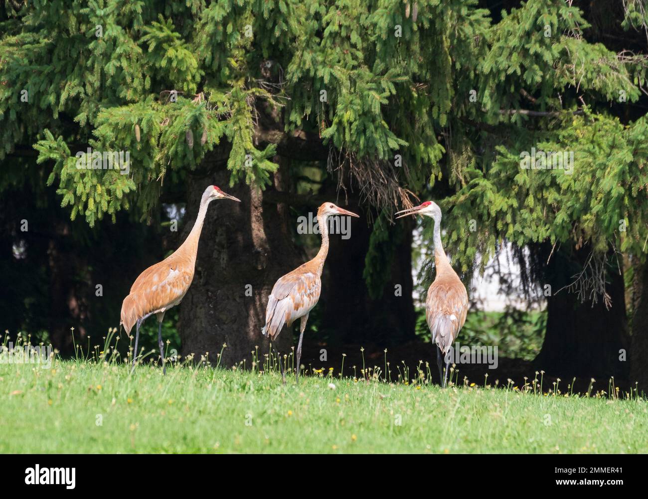 Family of three Sandhill Cranes, Grus canadensis, in field by  wooded area. Stock Photo
