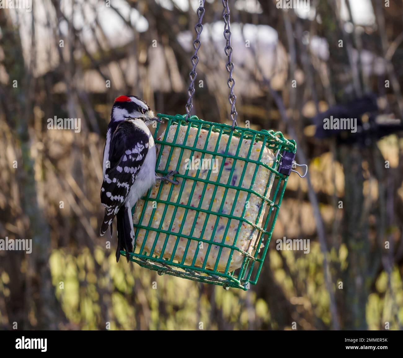 Downy Woodpecker, Picoides pubescens, Male on  suet feeder Stock Photo