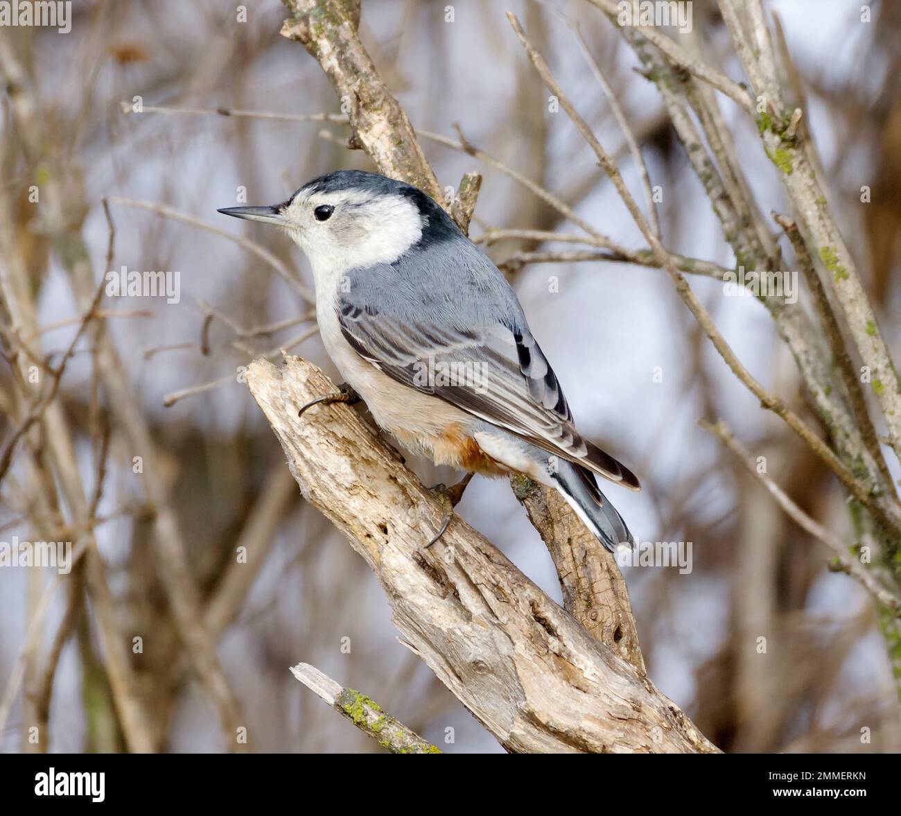 White Breasted Nuthatch, Sitta carolinensis, perched on branch. Stock Photo