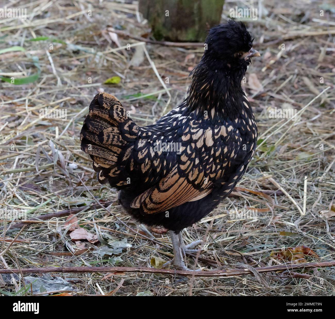 Pavlovskaja, gold spangled chicken, an old domestic breed originated in Russia. Stock Photo