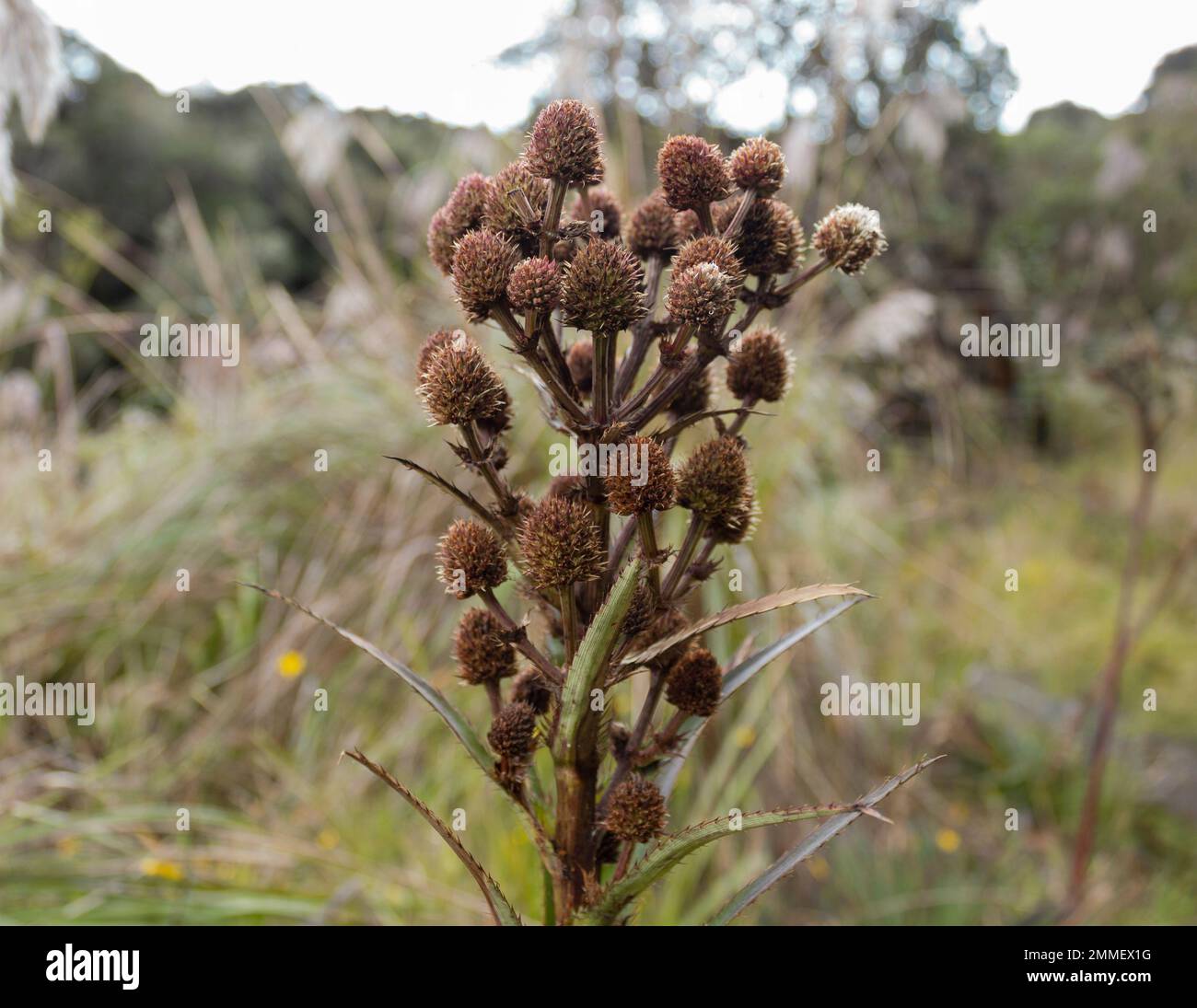 Close up to a wild brown spined flower at colombian badland countryside Stock Photo