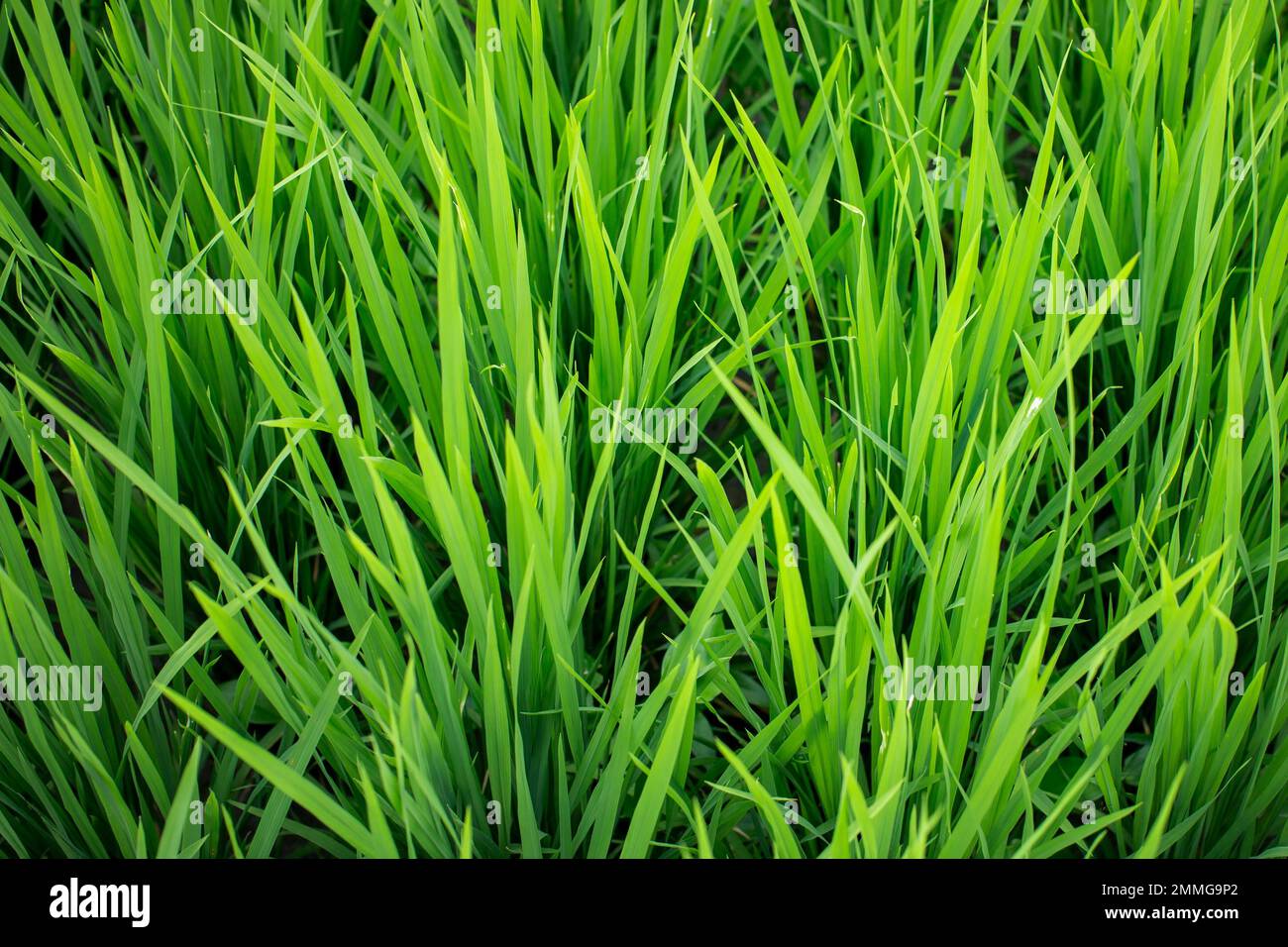 Greend Rice Field Green rice fields close hi-res stock photography and images - Alamy