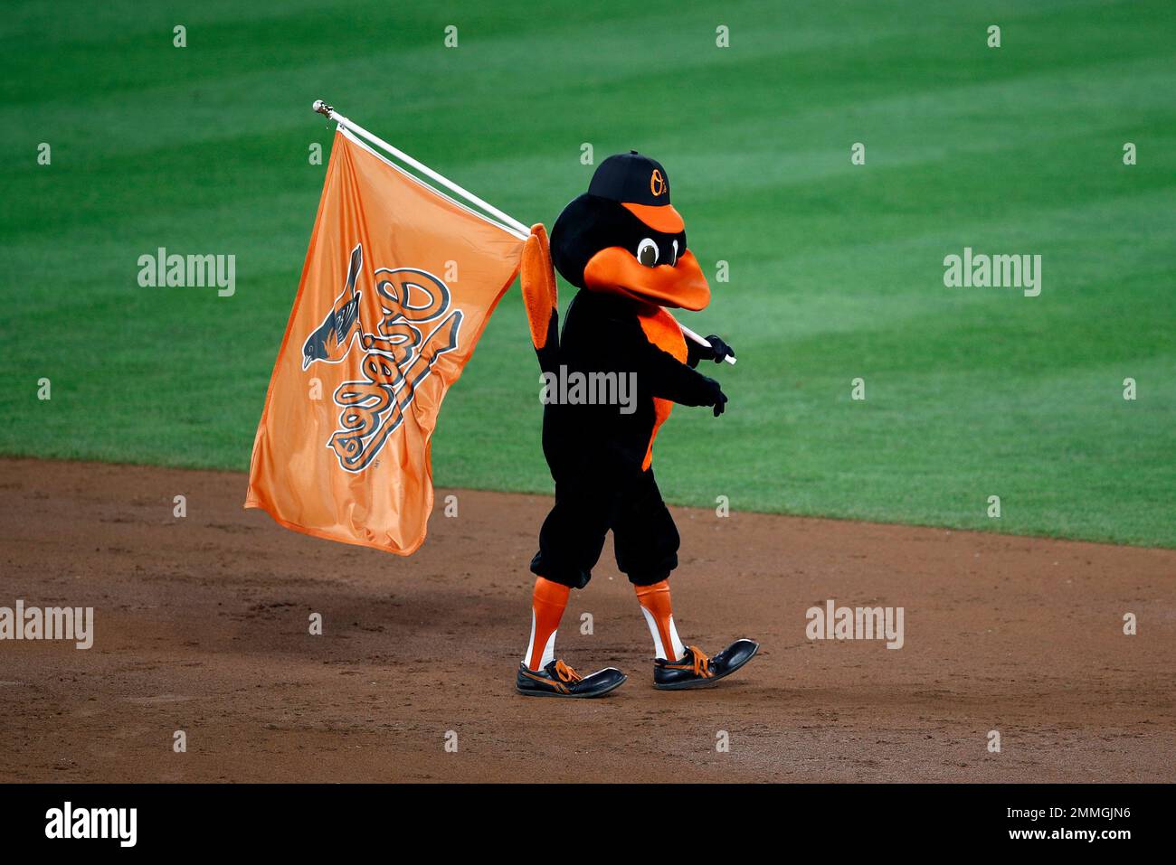 Baltimore Ravens mascot, Poe, left, and Baltimore Orioles mascot, the Oriole  Bird, gather behind home plate prior to the first inning of a baseball game  between the Baltimore Orioles and the Seattle