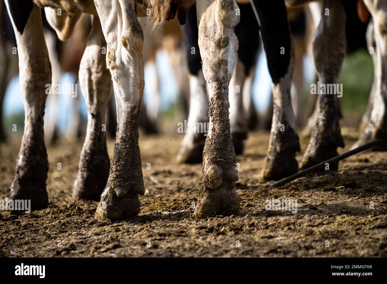 Detail of the legs of a line of cows going to graze in a field in Uruguay Stock Photo