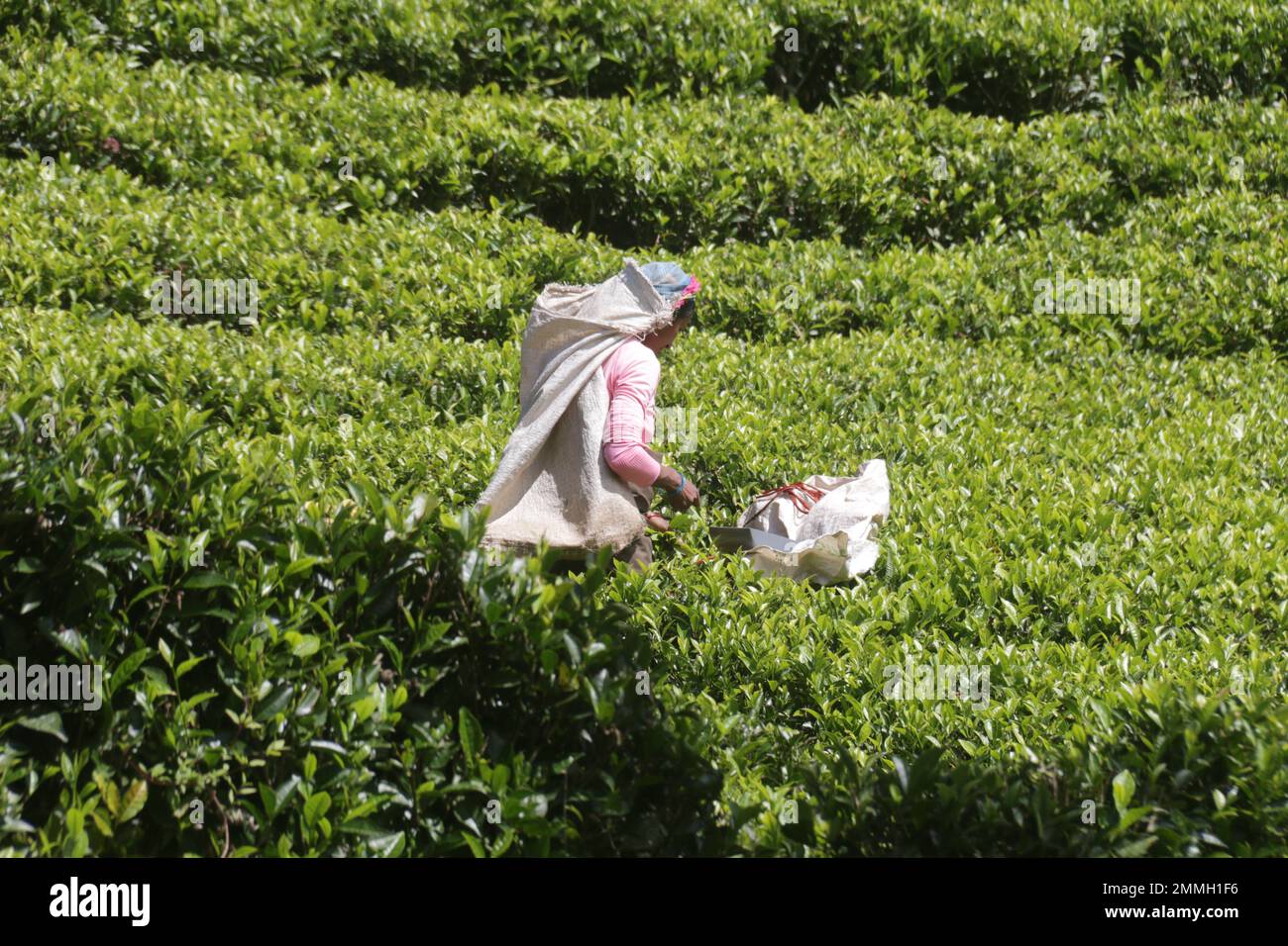 Day today life of people in Sri Lanka Stock Photo