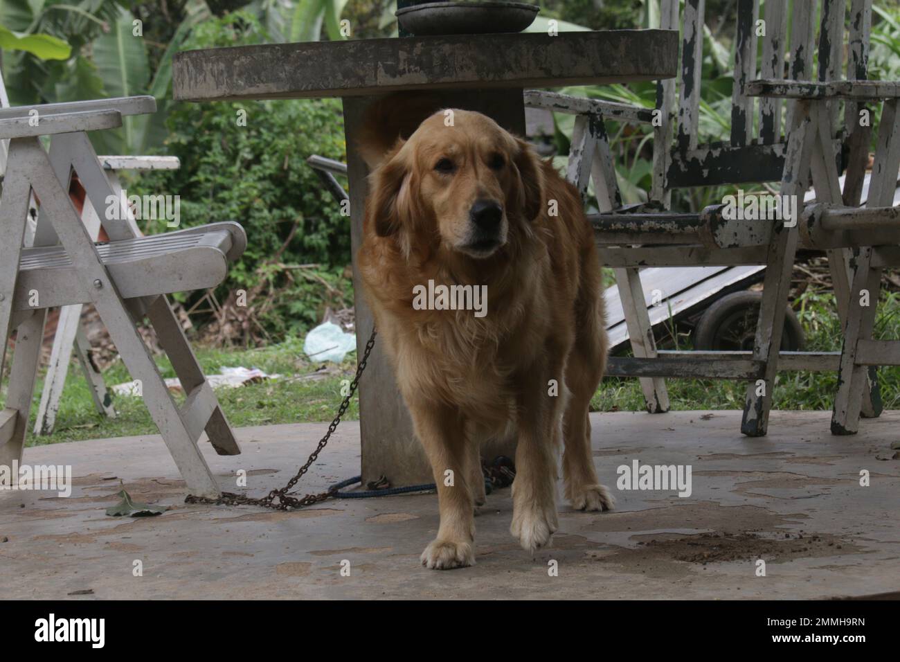 My pet Dogs, Labrador and Golden Retriever. Sri Lanka Stock Photo Alamy