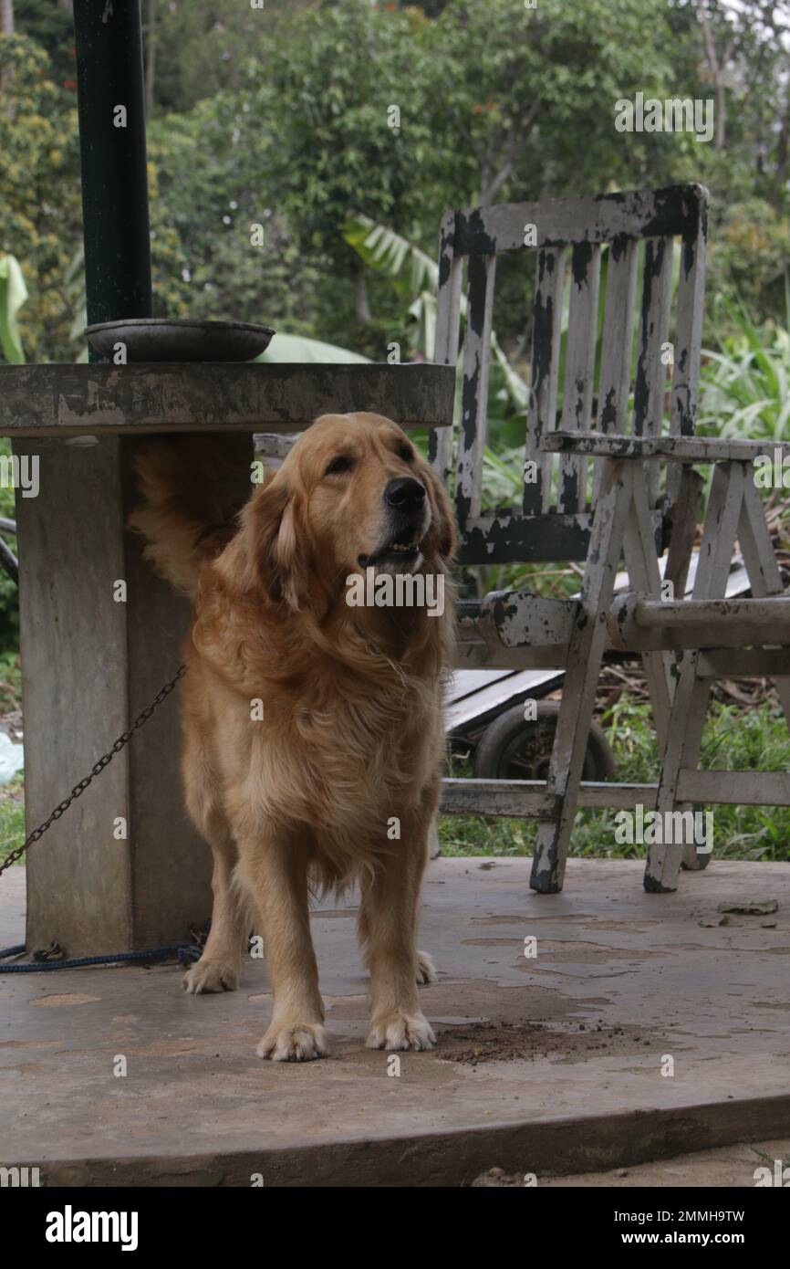 My pet Dogs, Labrador and Golden Retriever. Sri Lanka Stock Photo Alamy