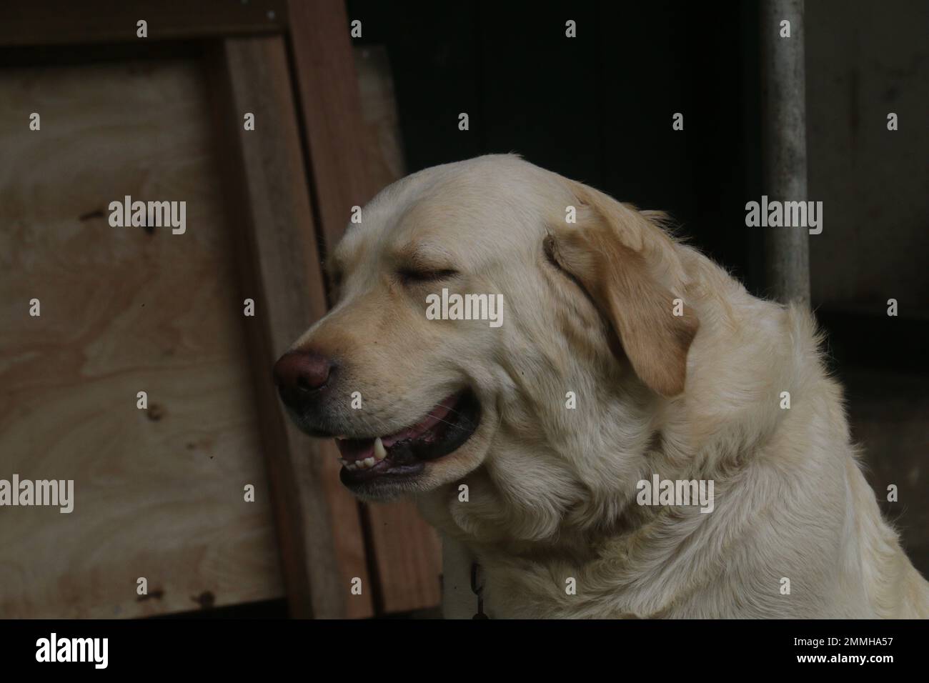 My pet Dogs, Labrador and Golden Retriever. Sri Lanka. Stock Photo