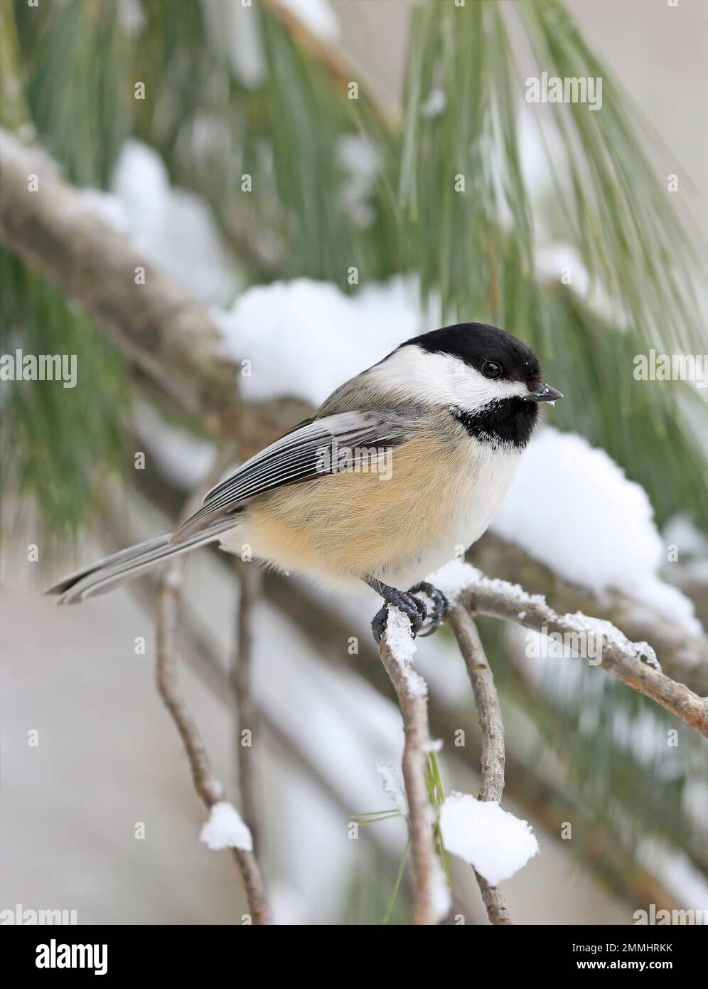 Black-capped chickadee sitting on a fir tree branch in winter, Quebec, Canada Stock Photo