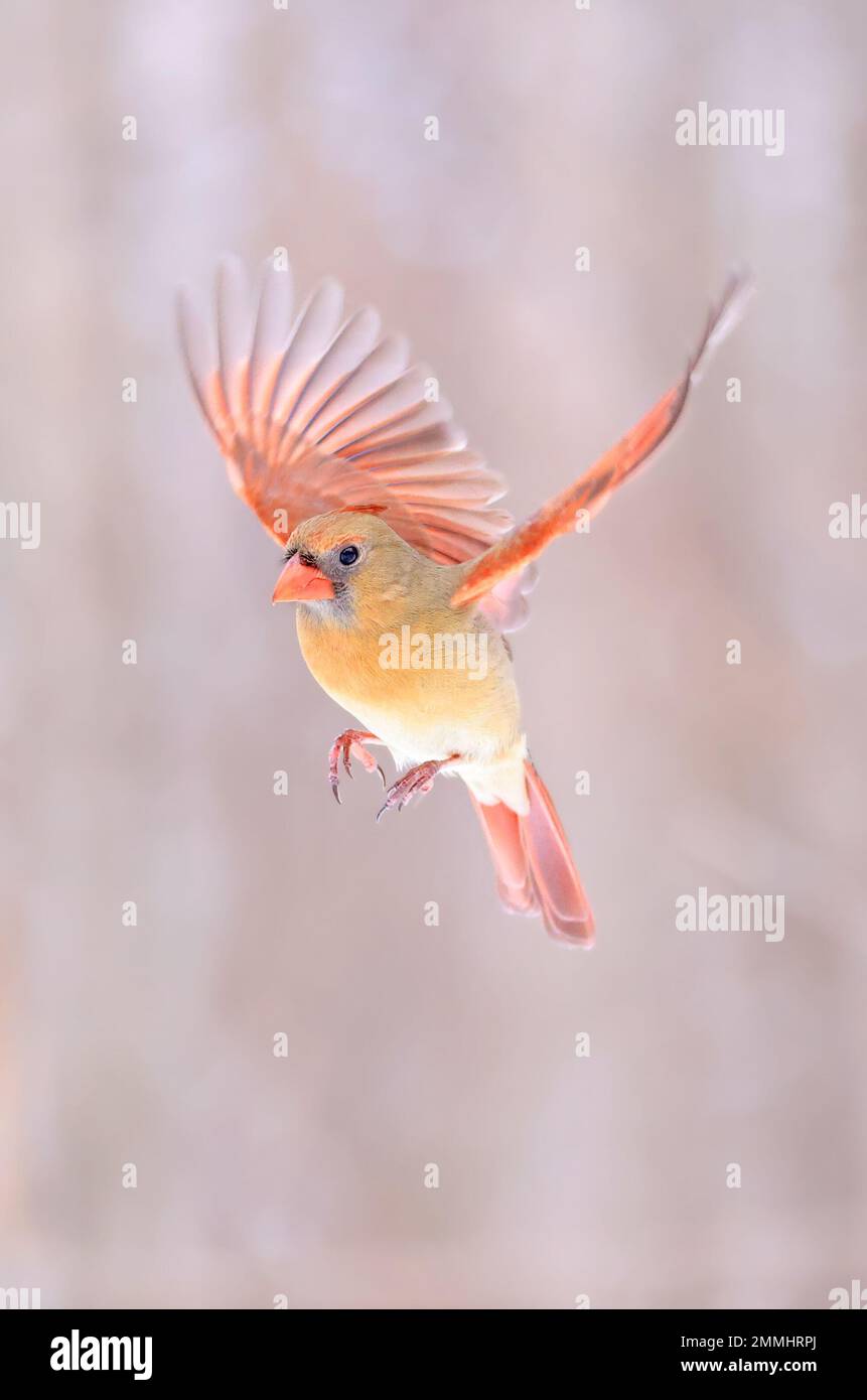 Northern Cardinal female flying , Quebec, Canada Stock Photo
