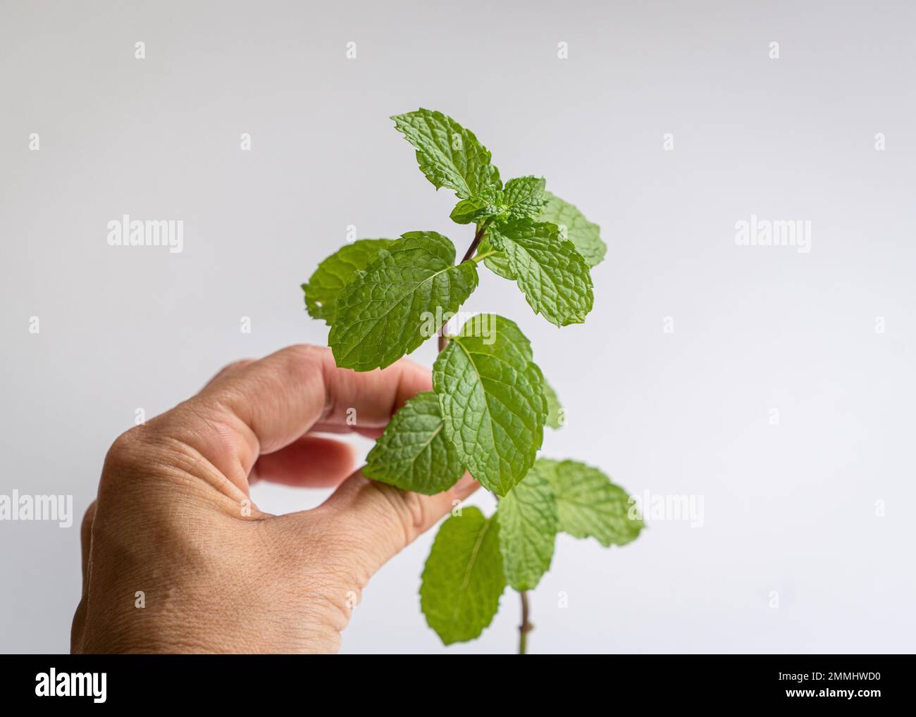 Hand holding a stalk of mint leaf. On white background. Stock Photo