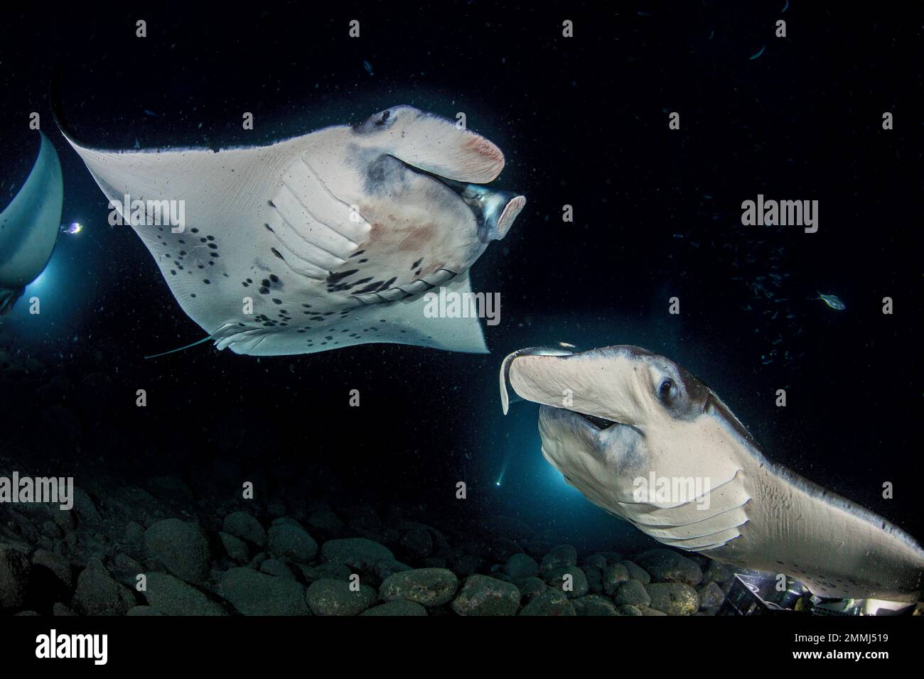 Reef manta rays, Mobula alfredi, feed over baskets of lights used to attract plankton off the Kona Coast of the Big Island, Hawaii. This species was p Stock Photo
