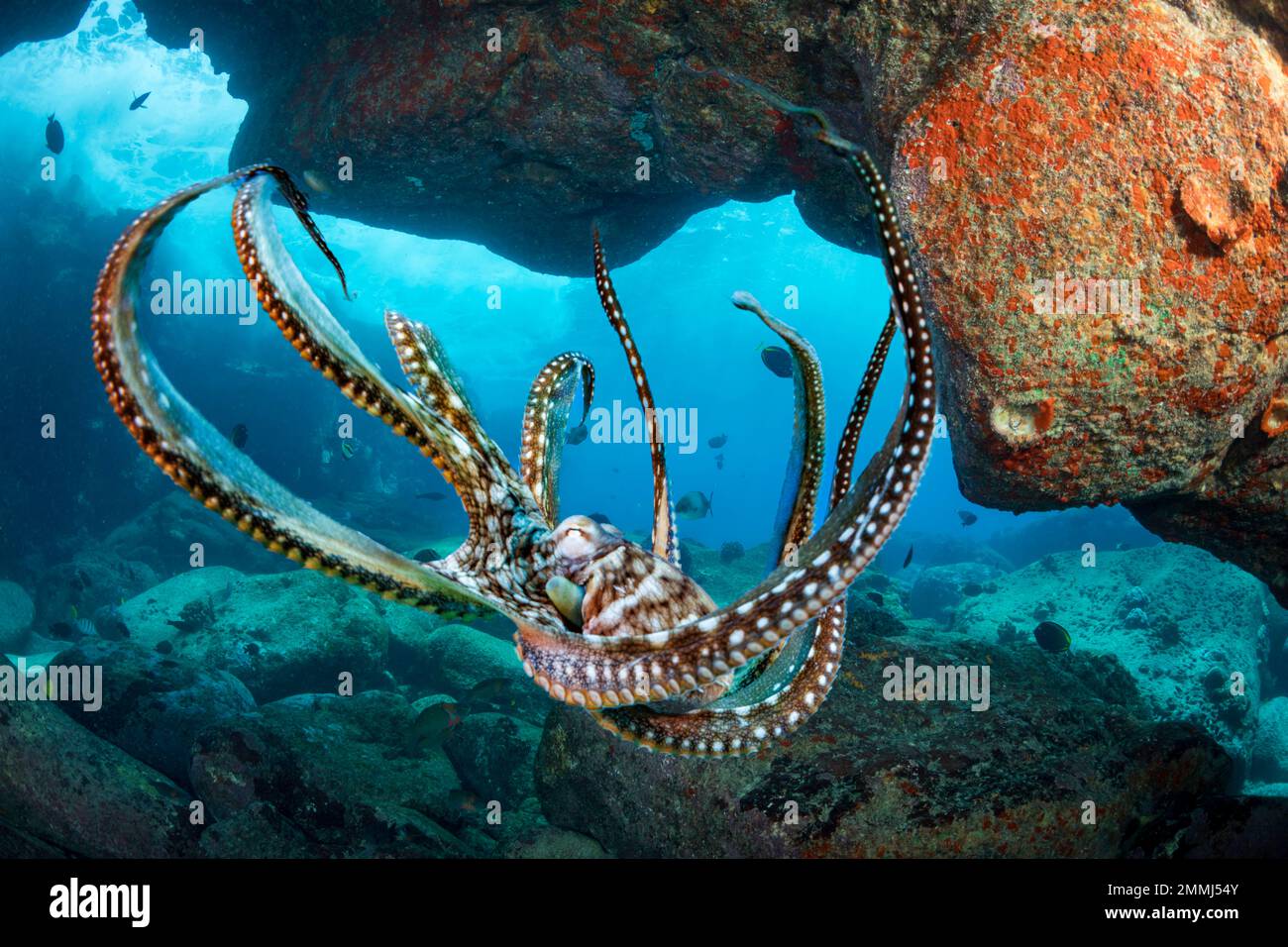 The day octopus, Octopus cyanea, is also known as the big blue octopus. It occurs in both the Pacific and Indian Oceans, from Hawaii to the eastern co Stock Photo