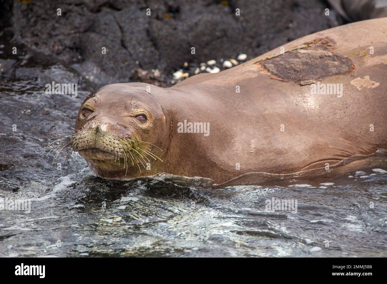 This Hawaiian monk seal, Neomonachus schauinslandi, (endemic and endangered) was photographed off the Kona Coast of the Big Island, Hawaii. The patch Stock Photo
