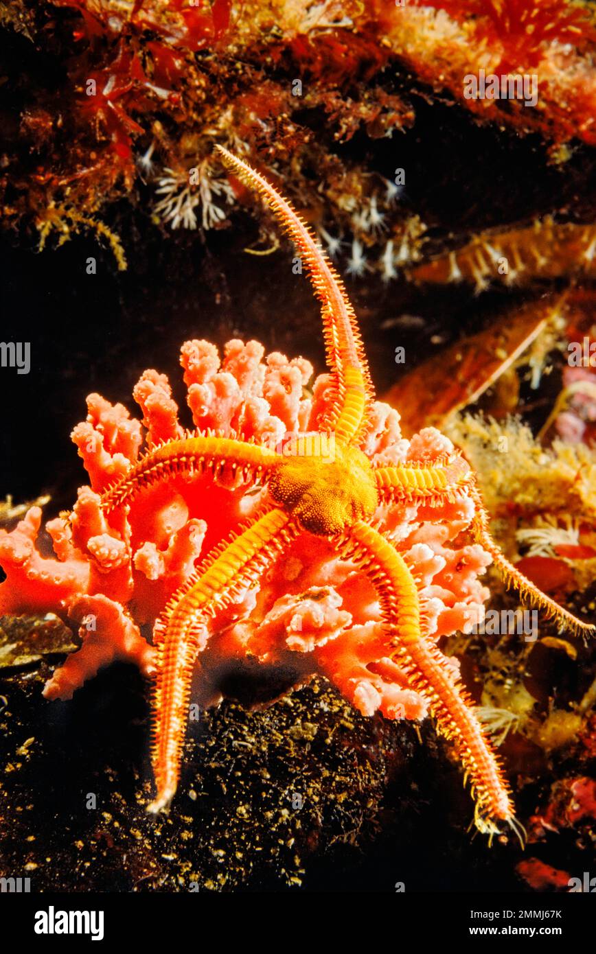This daisy or mottled brittle star, Ophiopholis aculeata, is climbing over pink branching hydrocoral, Stylaster norvigicus, on the Pacific West Coast Stock Photo