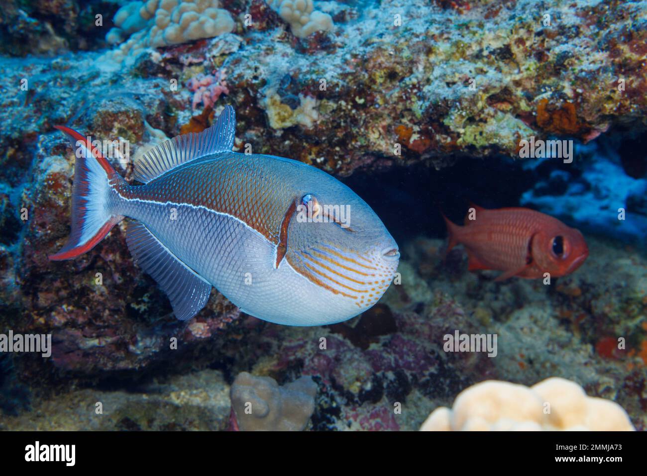 The blue-lined triggerfish, Xanthichthys caeruleolineatus, is very rarely seen around the main islands, Hawaii. Stock Photo