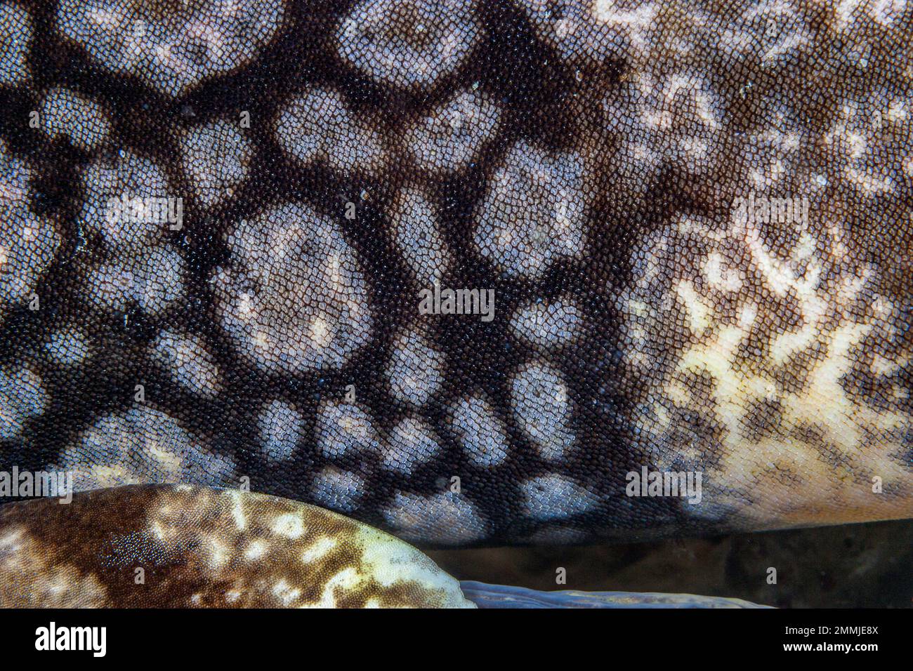 Shark scales dermal denticles hi-res stock photography and images - Alamy
