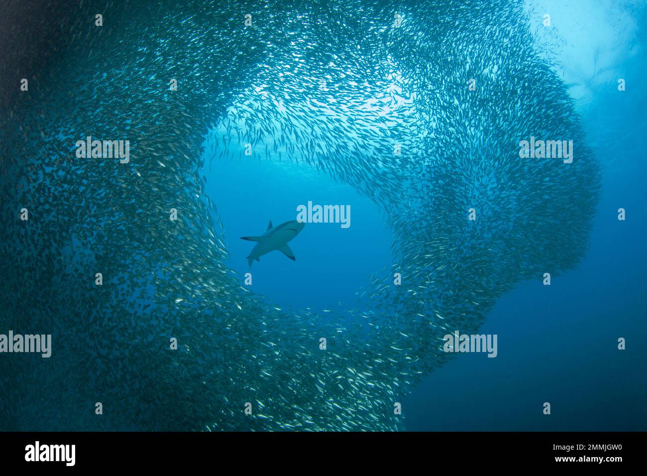 A massive school of sardines parts for a blacktip reef shark
