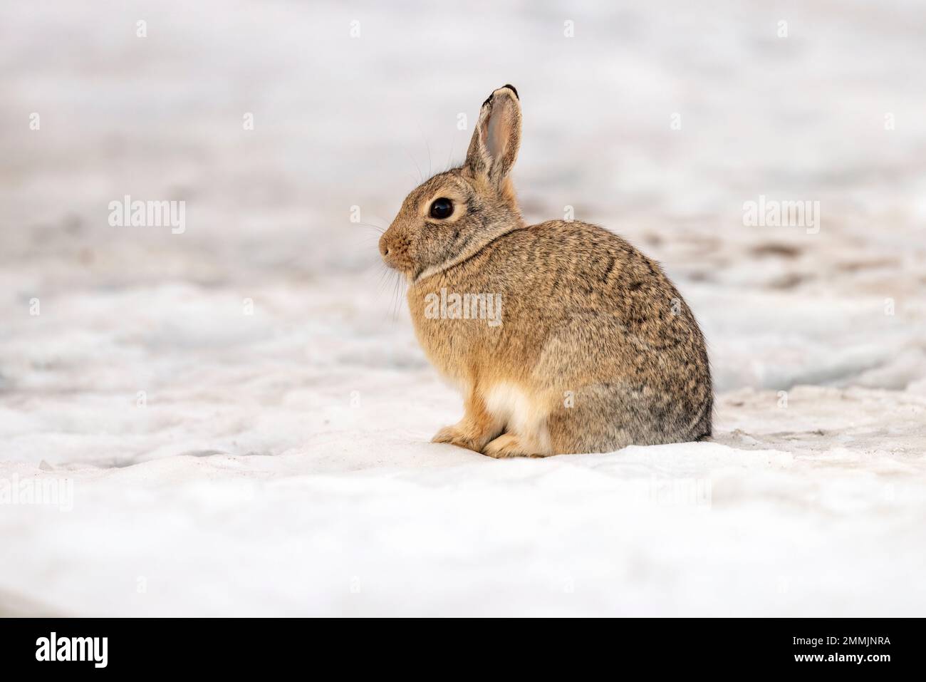 Cottontail Rabbit in the snow - Golden, Colorado, USA Stock Photo
