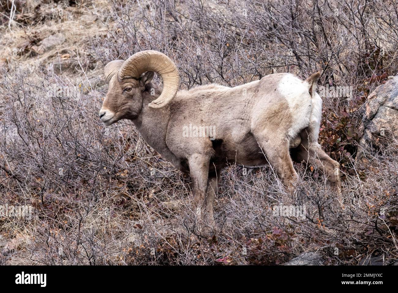 Rocky Mountain Bighorn Sheep Ram (Ovis canadensis) in Clear Creek Canyon off of Peaks to Plains Trail - near Golden, Colorado, USA Stock Photo