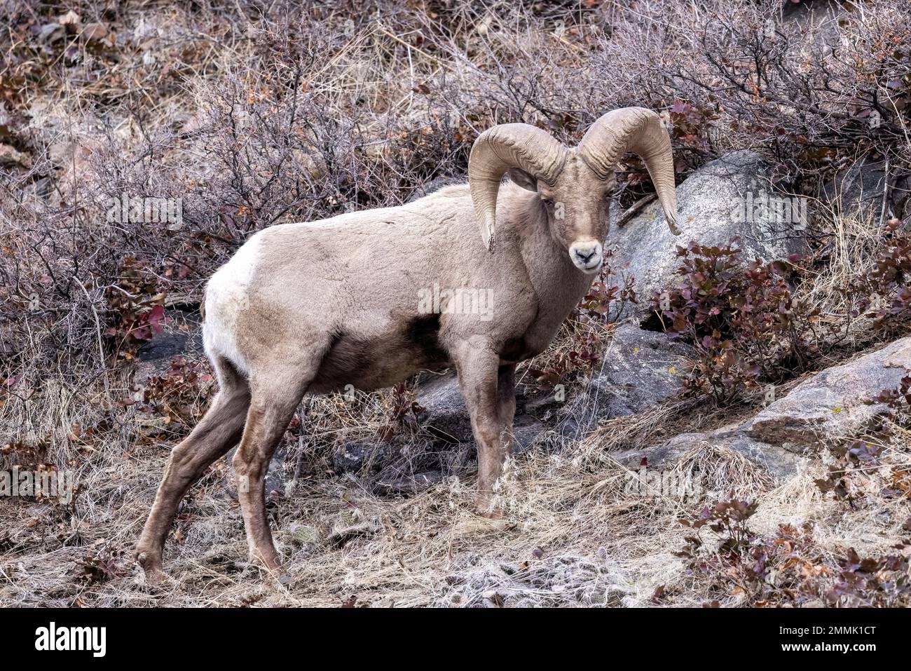 Rocky Mountain Bighorn Sheep Ram (Ovis canadensis) in Clear Creek Canyon off of Peaks to Plains Trail - near Golden, Colorado, USA Stock Photo
