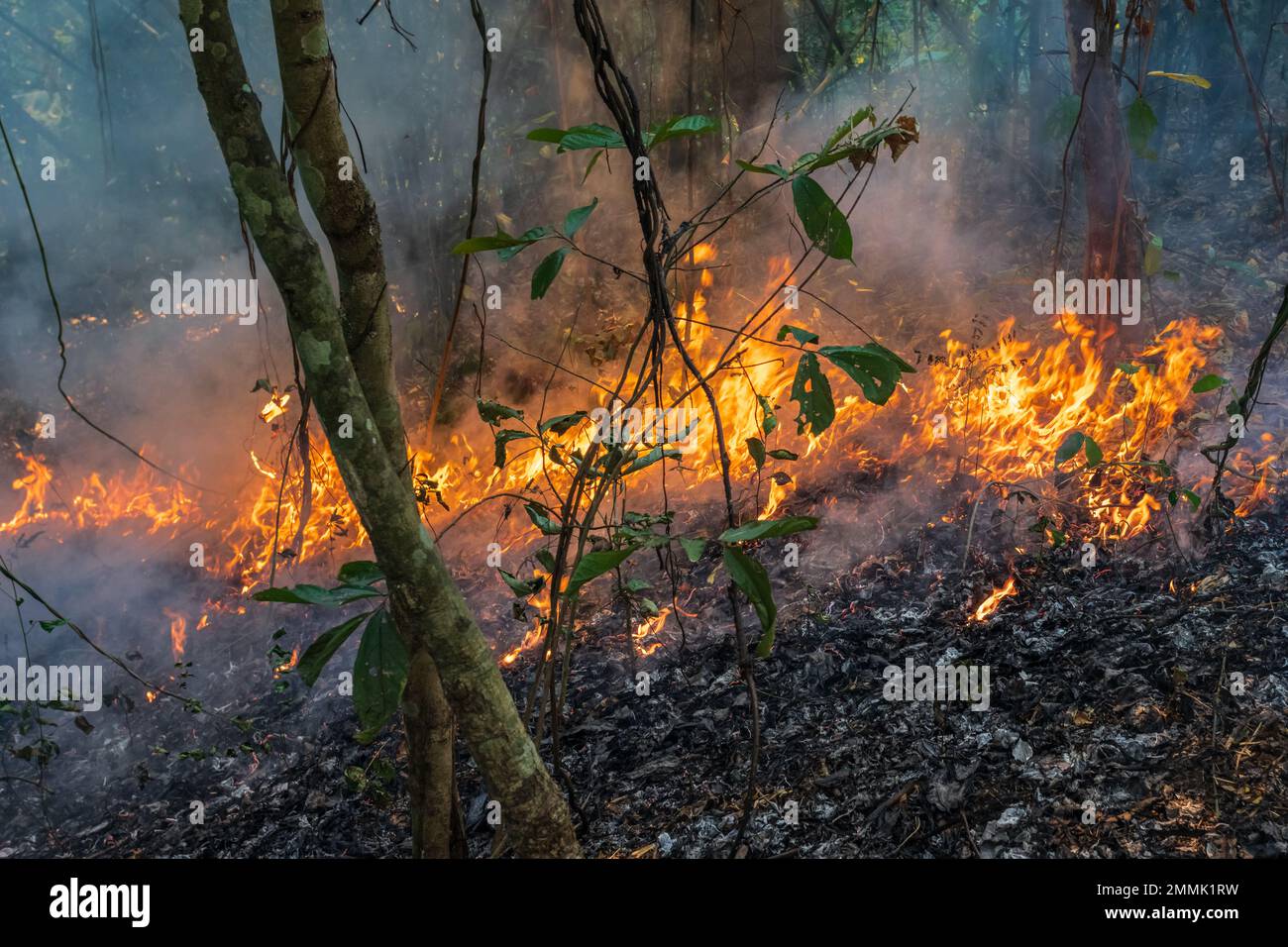 Forest fire disaster is burning caused by human Stock Photo Alamy
