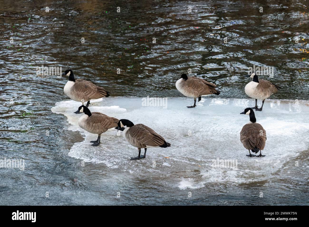 Canada geese (Branta canadensis) - on the frozen ice in Clear Creek - Golden, Colorado, USA Stock Photo
