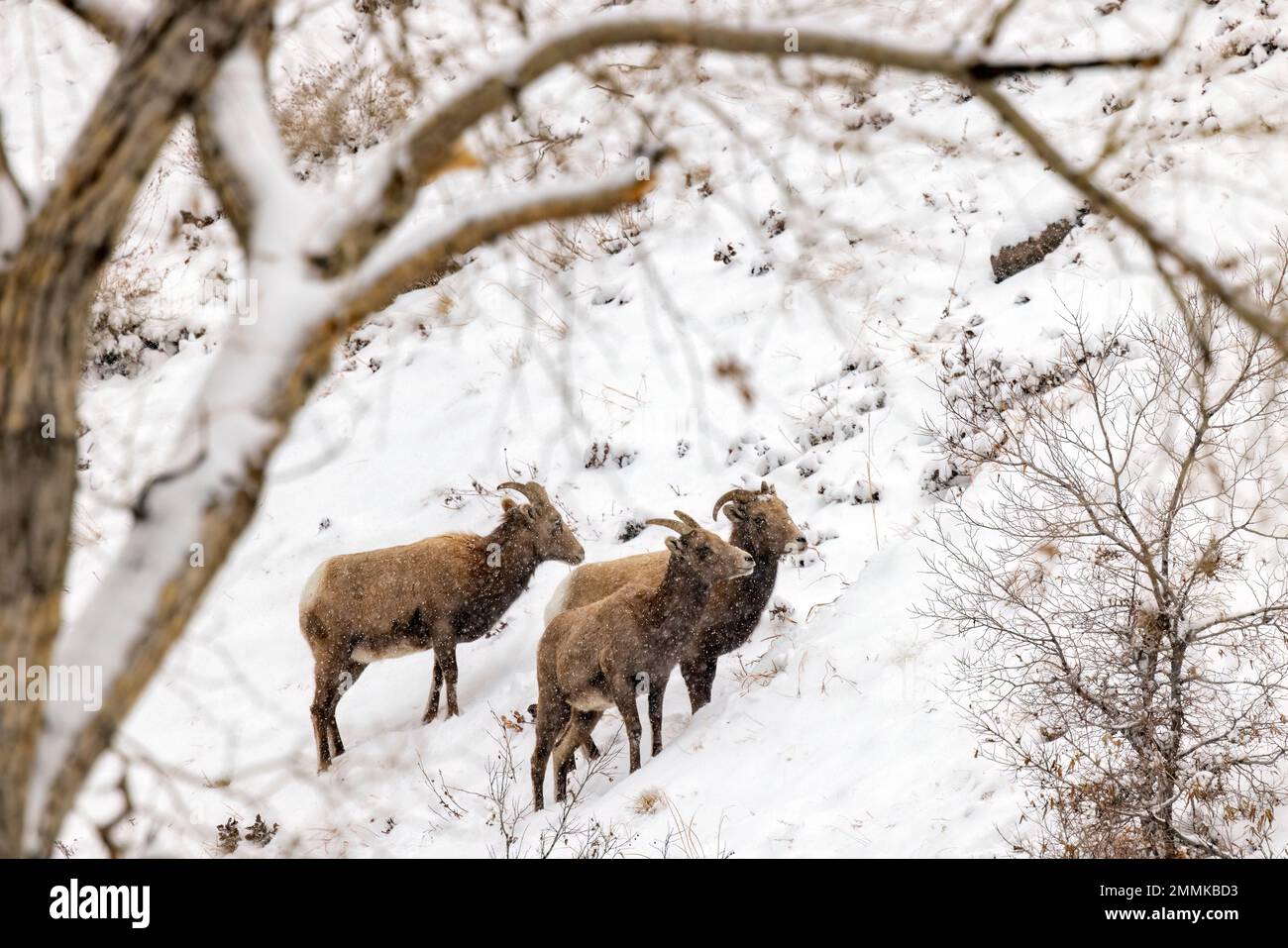 Rocky Mountain Bighorn Sheep in the snow (Ovis canadensis) in Clear Creek Canyon off of Peaks to Plains Trail - near Golden, Colorado, USA Stock Photo