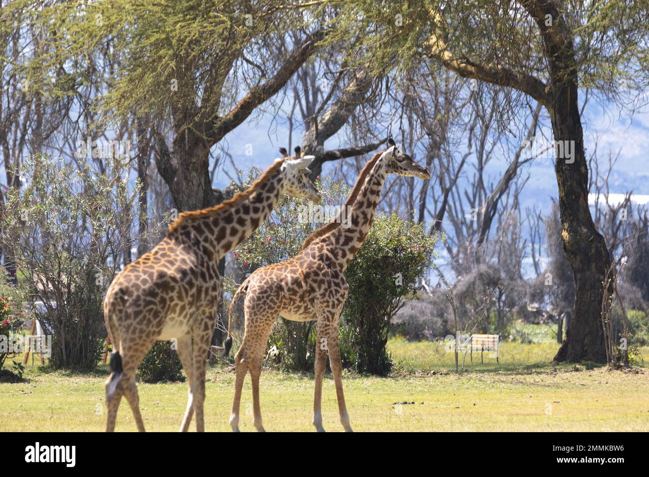 Safari lodge animals hi-res stock photography and images - Alamy