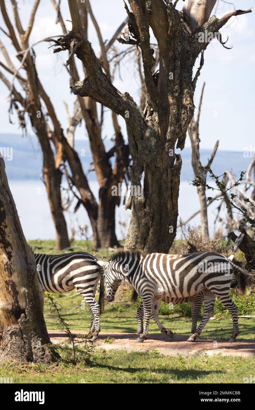 Zebras graze on hotel grounds Stock Photo