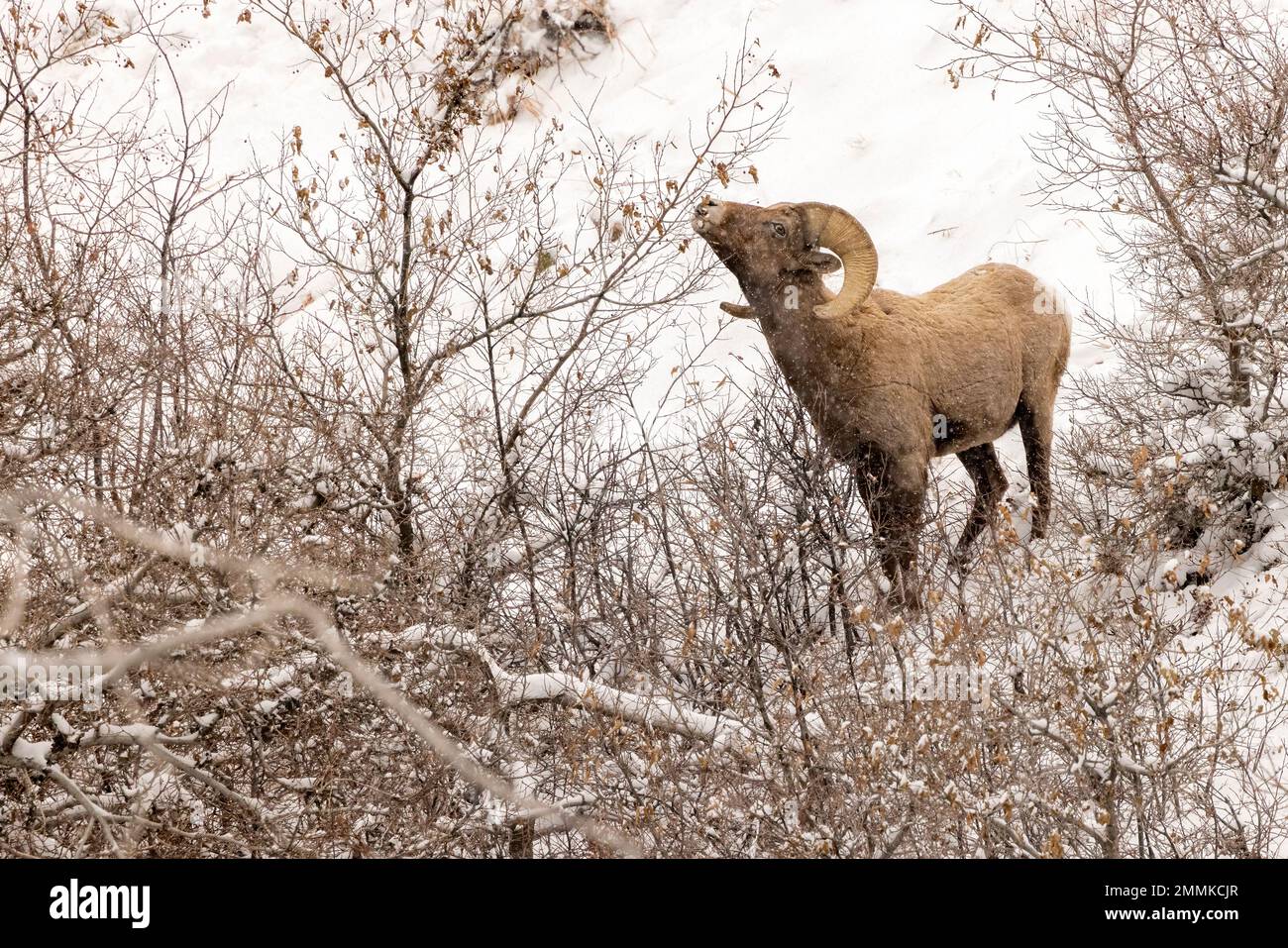 Male Rocky Mountain Bighorn Sheep in the snow (Ovis canadensis) in Clear Creek Canyon off of Peaks to Plains Trail - near Golden, Colorado, USA Stock Photo