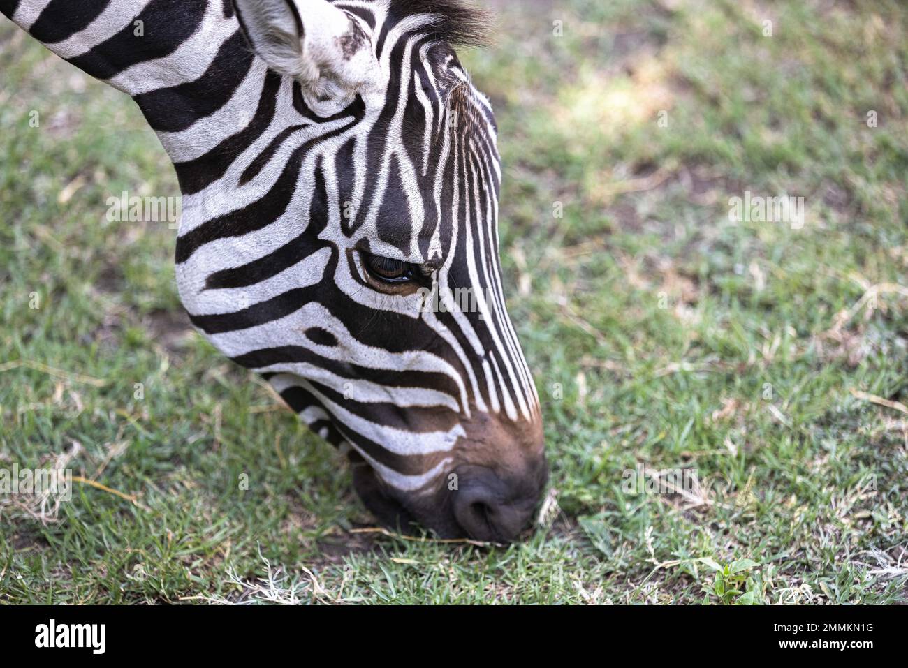 Zebras eat grass Stock Photo