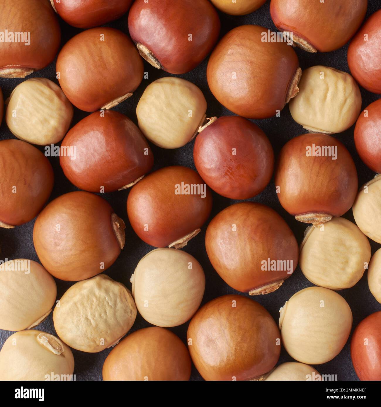 closeup of winged bean seeds, also known as cigarillas, manila or four
