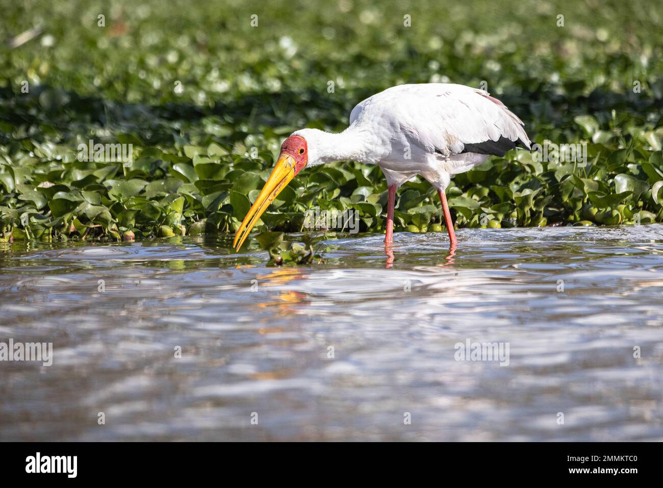 yellow-bellied-stork-drinking-in-lake-stock-photo-alamy