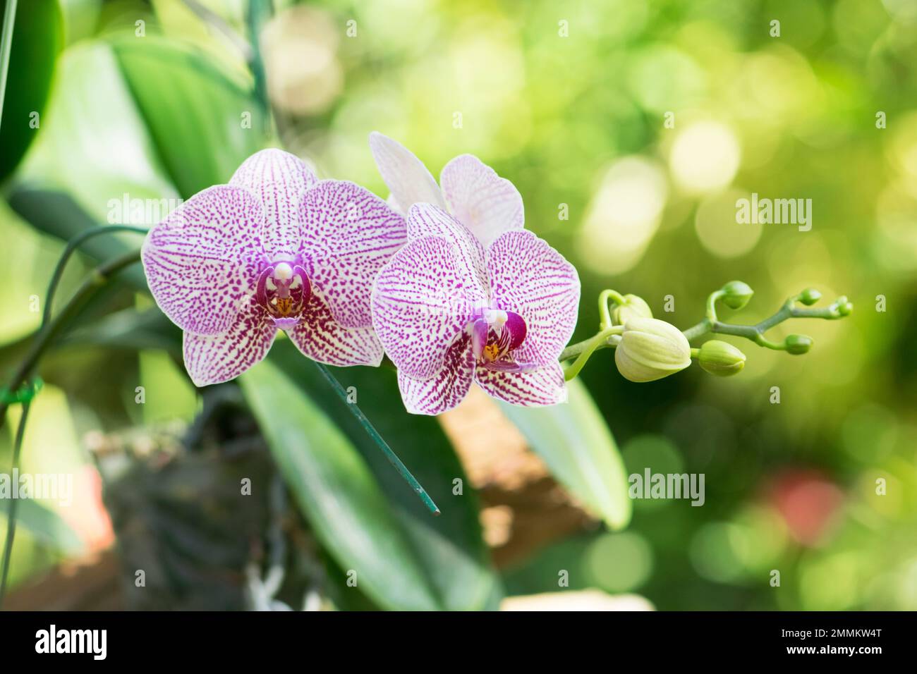 Beautiful pink orchids hi-res stock photography and images - Alamy